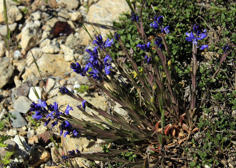 2016-05-05_143201 sardinien-2016.jpg - Wanderung im Monte-Limbara-Gebirge